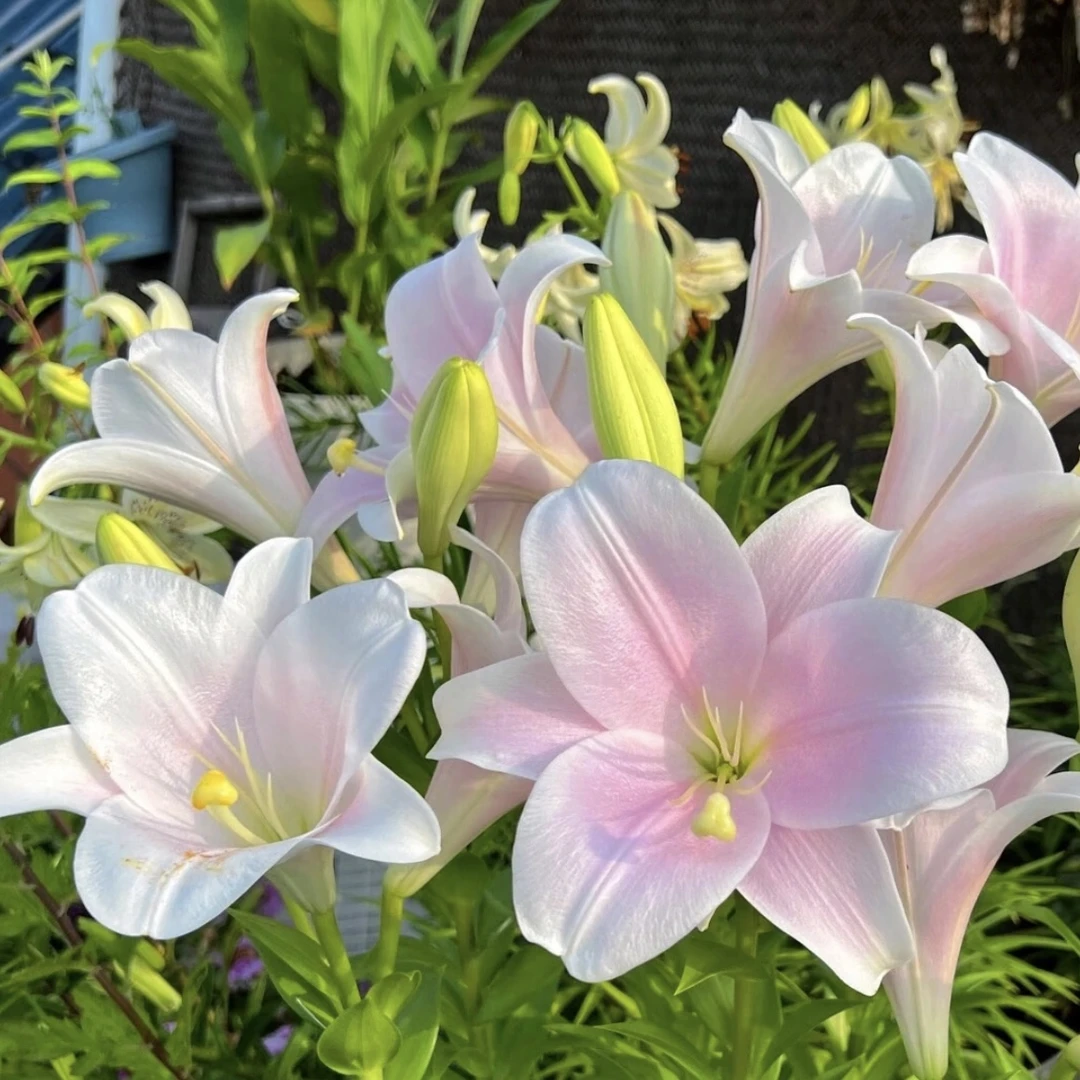 【卡里】进口铁炮百合花种球地栽盆栽