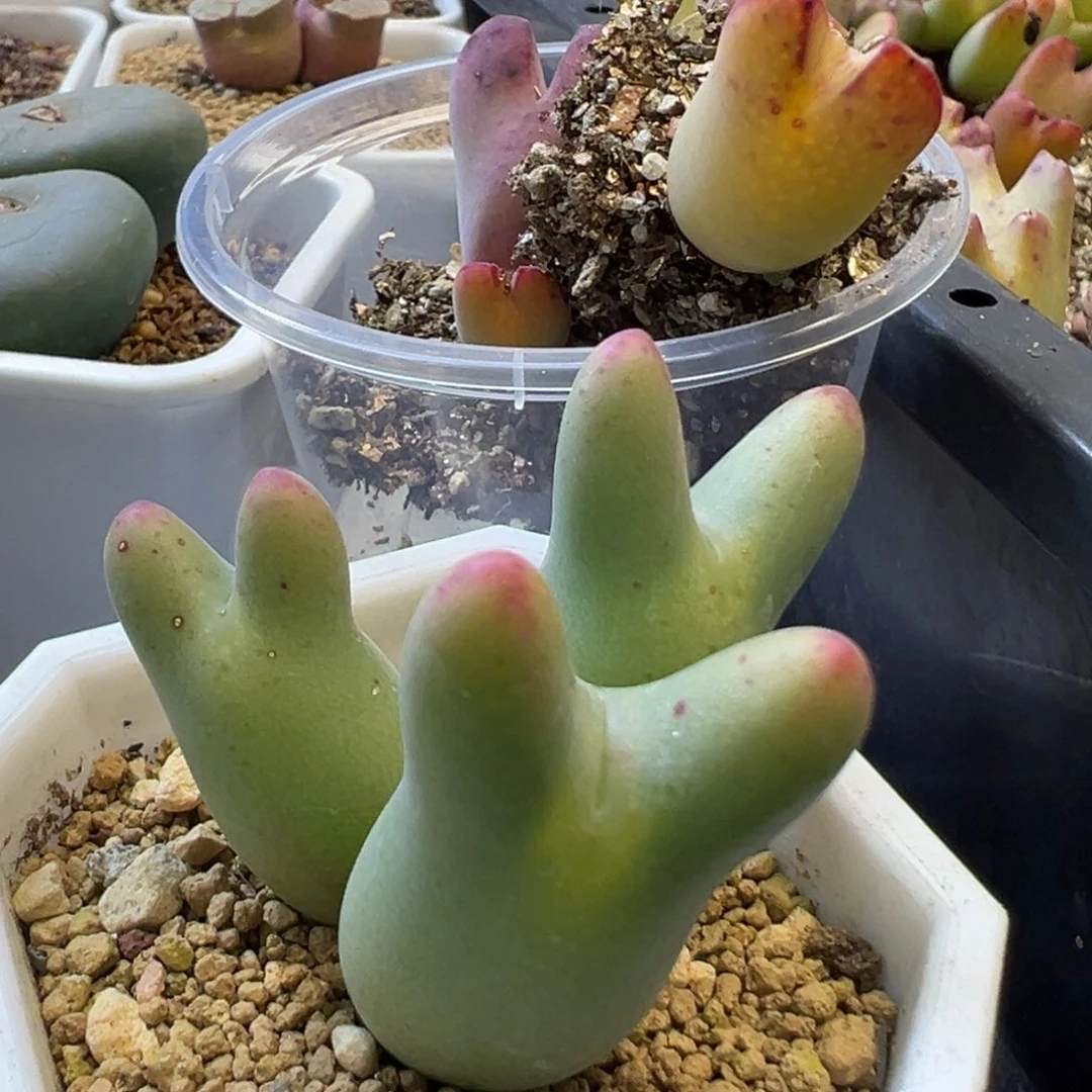 ࿐****专拍专拍 肉锥植物