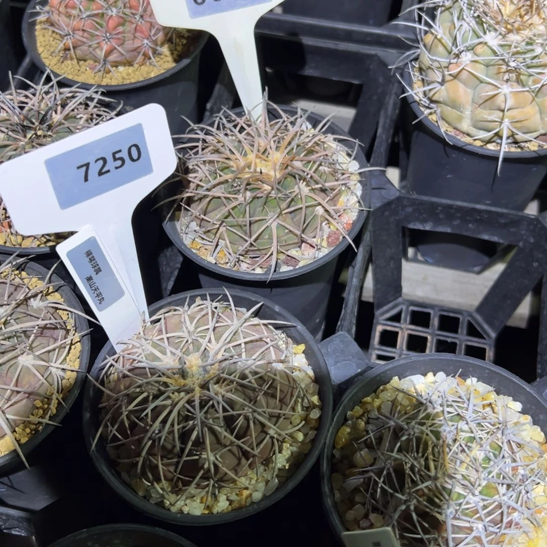 红陶蝴****海7250，6663折后专拍