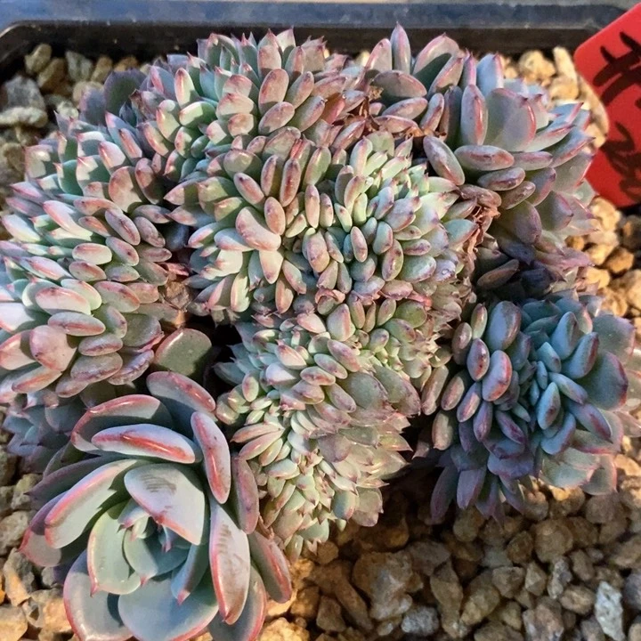 开***?我是真的很喜欢