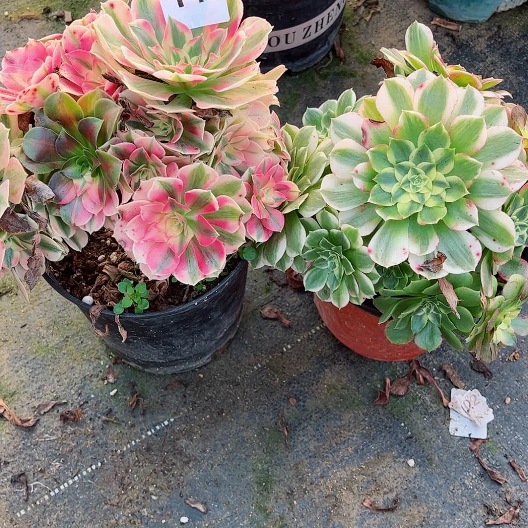 无花朵多肉植物组合141