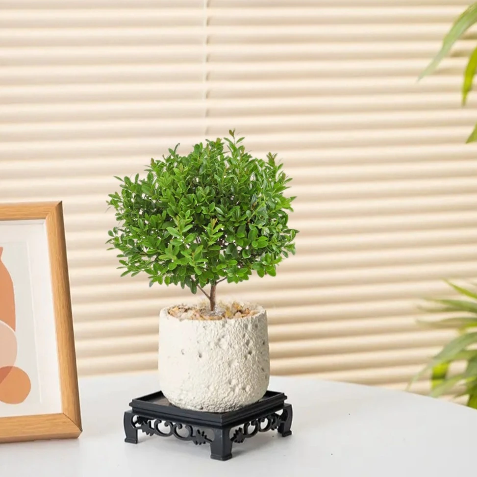 小叶赤楠盆栽四季常青绿植桌面盆景植物花卉室内办公室桌面网红款