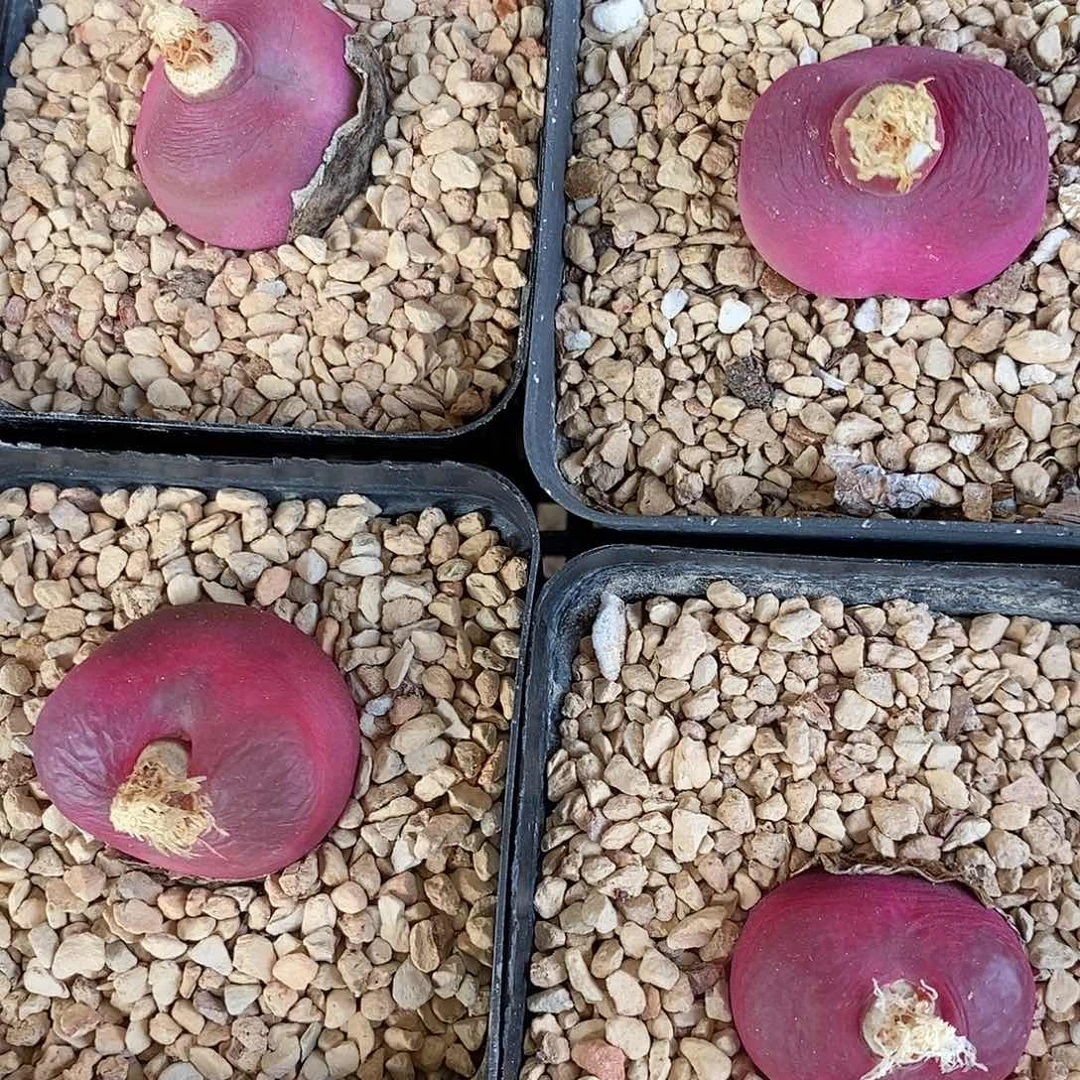 1628大红母本蟠桃四颗带盆