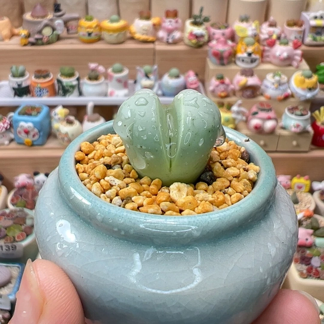 多肉植物150号元宝