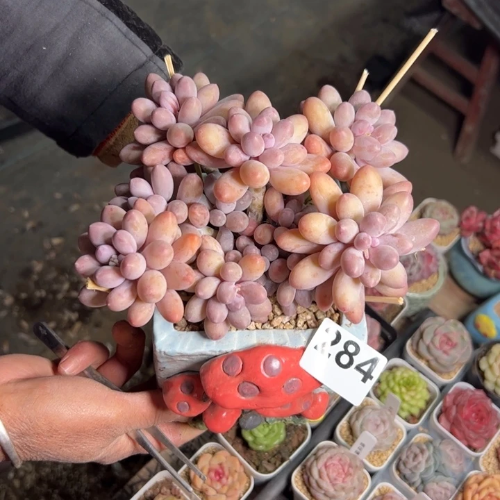 杳*284 多肉植物组合