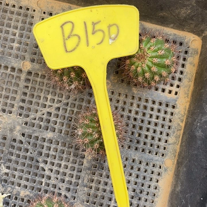 峰*B150,苏乞儿侧牙三个