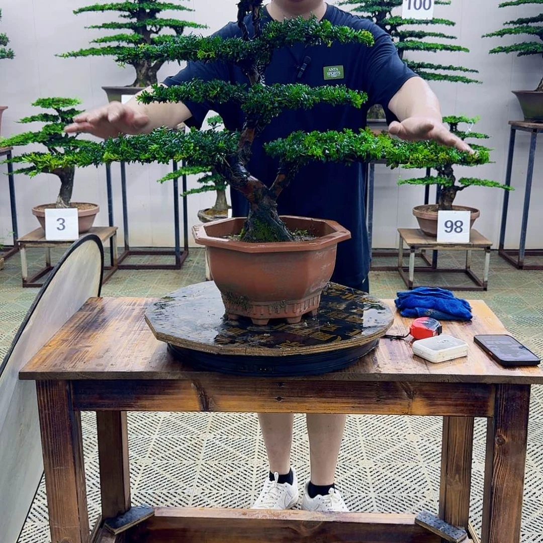 无花朵红芽罗汉松造型盆景塑料盆