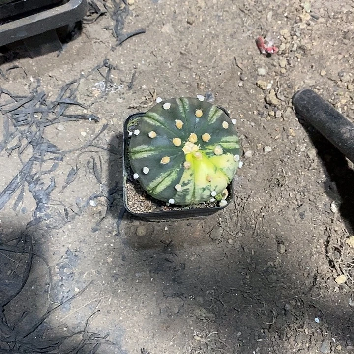 8***6星兜锦实生脱土发货