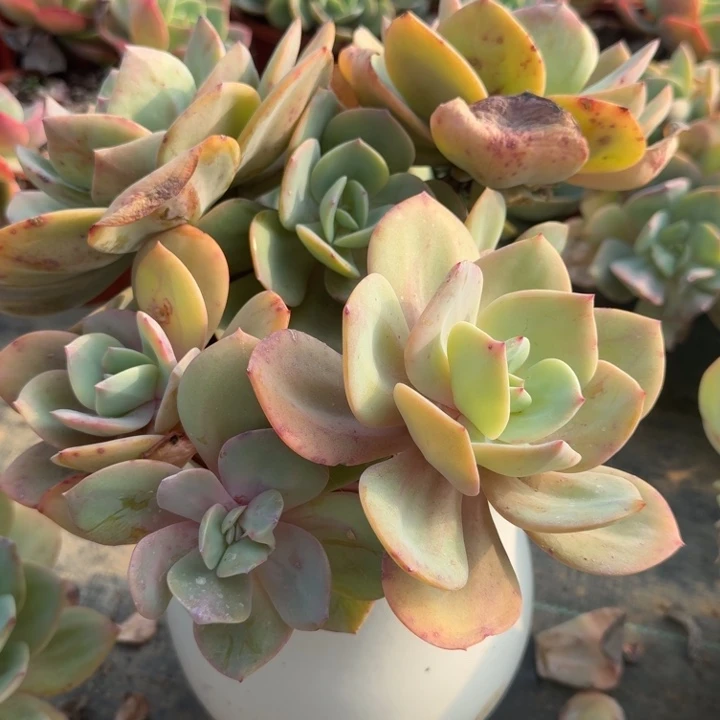 白凤群生多肉植物