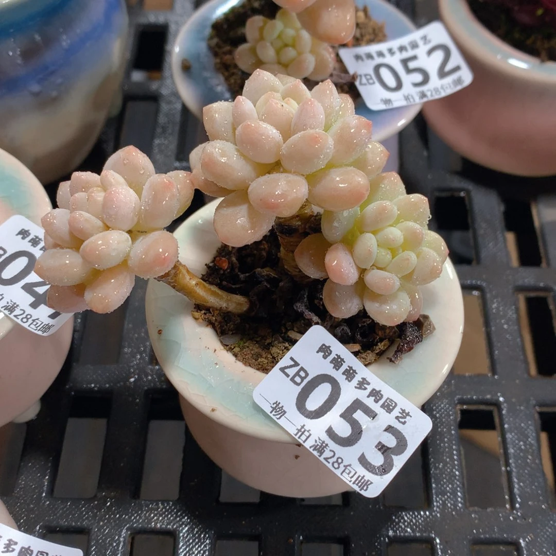 肉萌萌拇指盆精控多肉ZB053