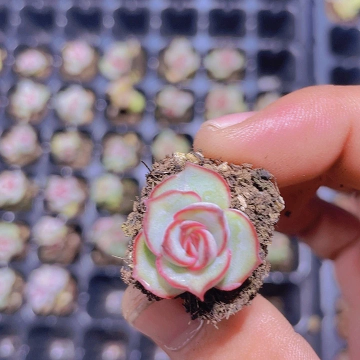 仙子系列【满10颗包邮不满发叶片】