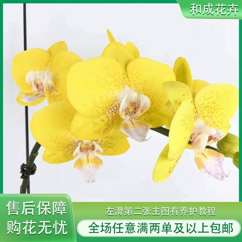 和成花卉【黄金海岸】开花株发货 带香味