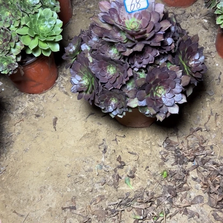 多肉植物红魔法士68