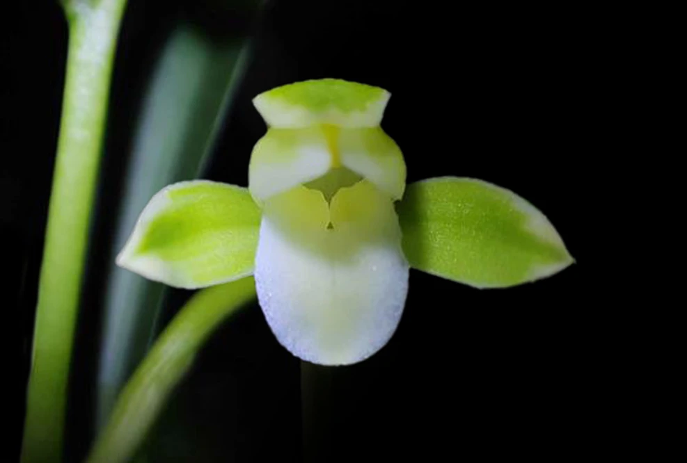 兰花建兰-双艺素。绿植，送植料+盆+肥料