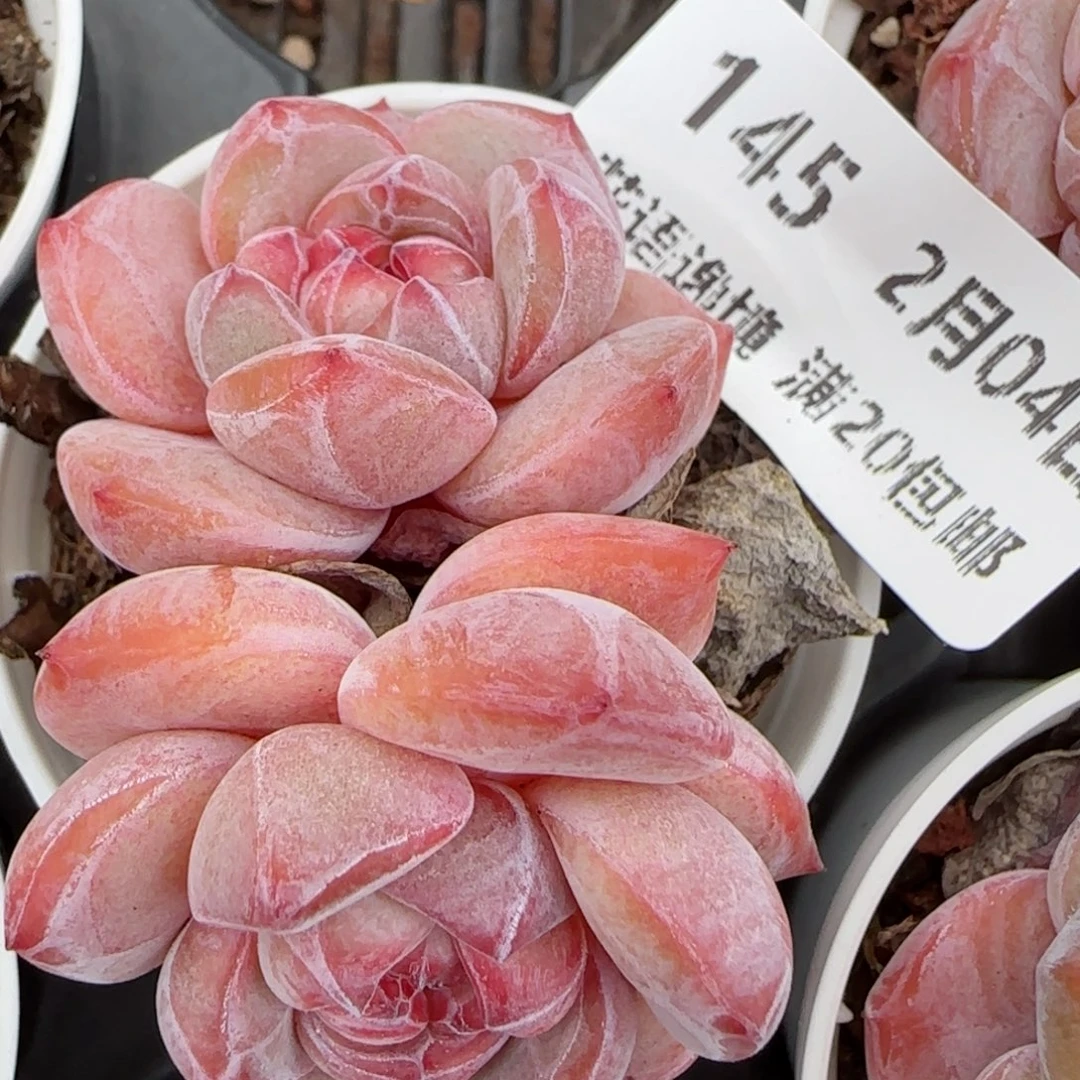 花语逸境0204-145