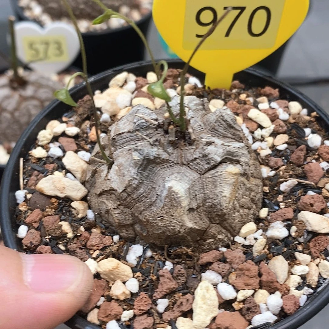 南非龟甲龙龟甲龙