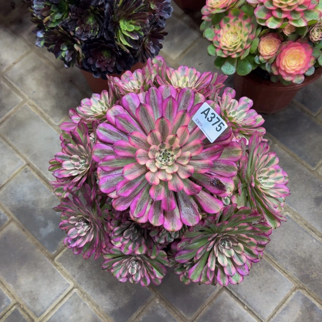 多肉植物375辉煌 法师