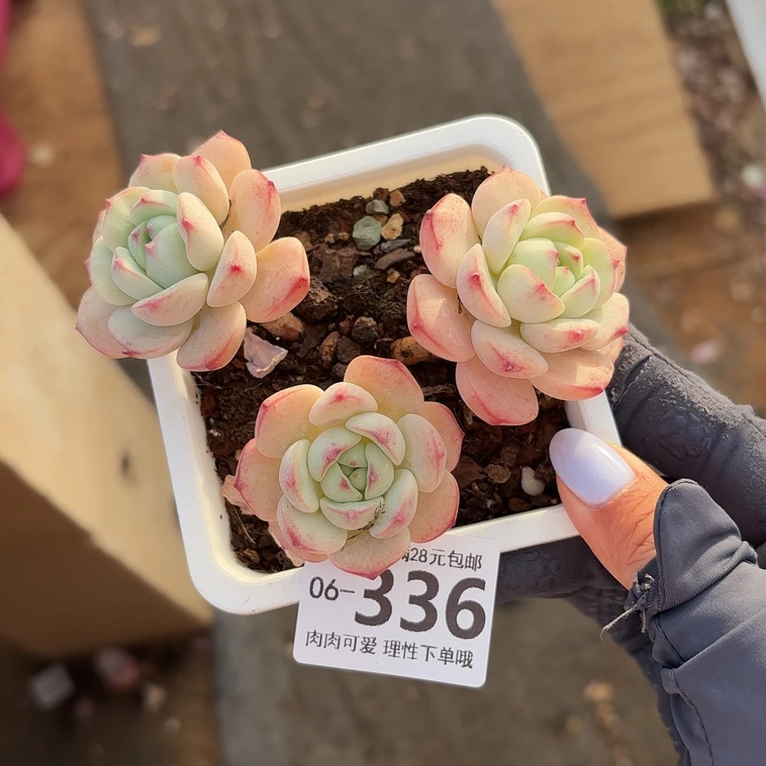 白底香草无盆土发货无盆