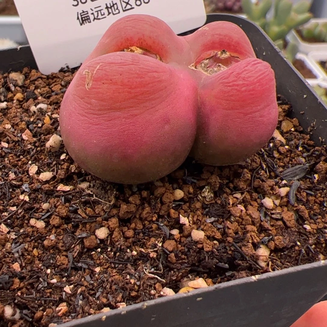 完***美164号毛2.7多肉