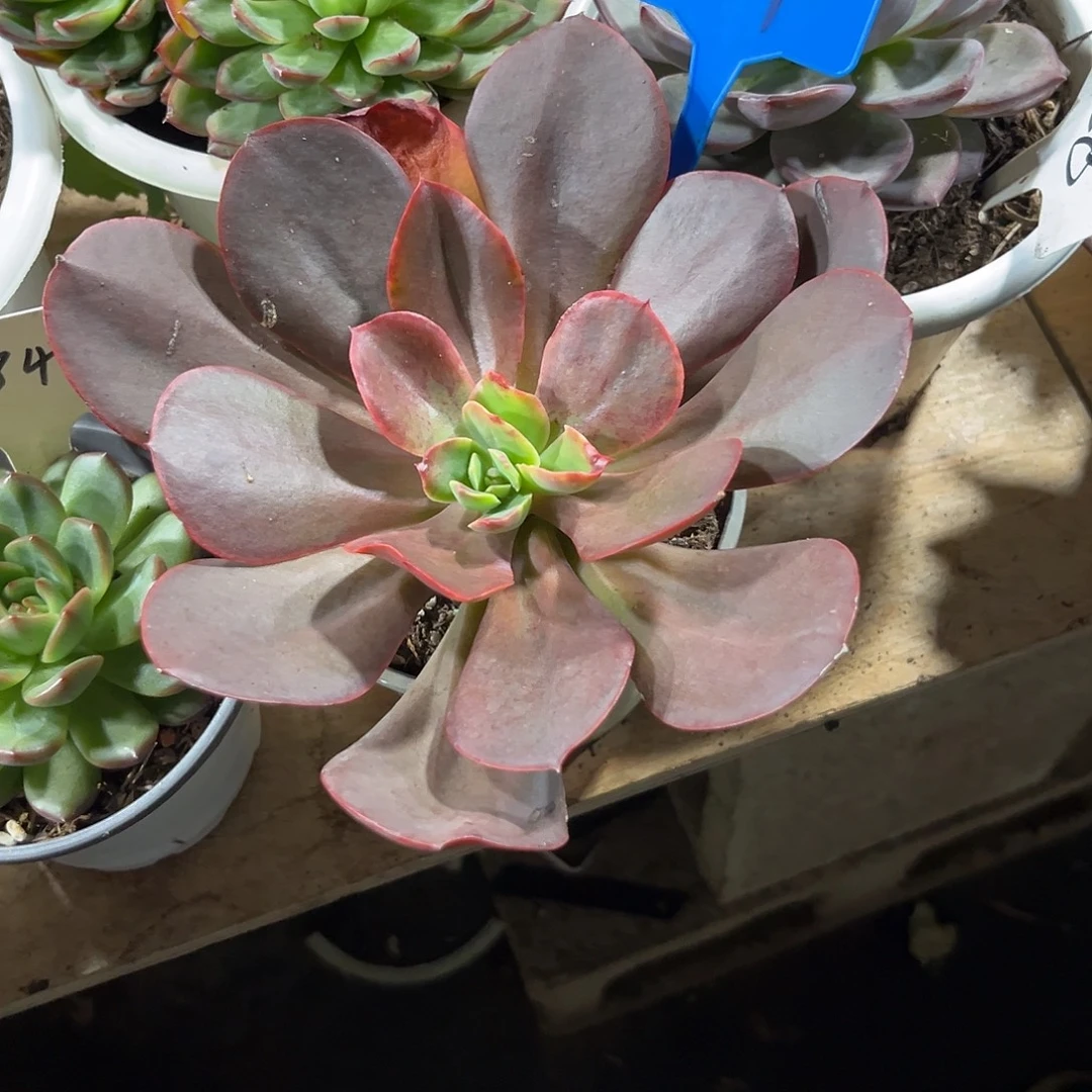 郭***芬000000000000000001021