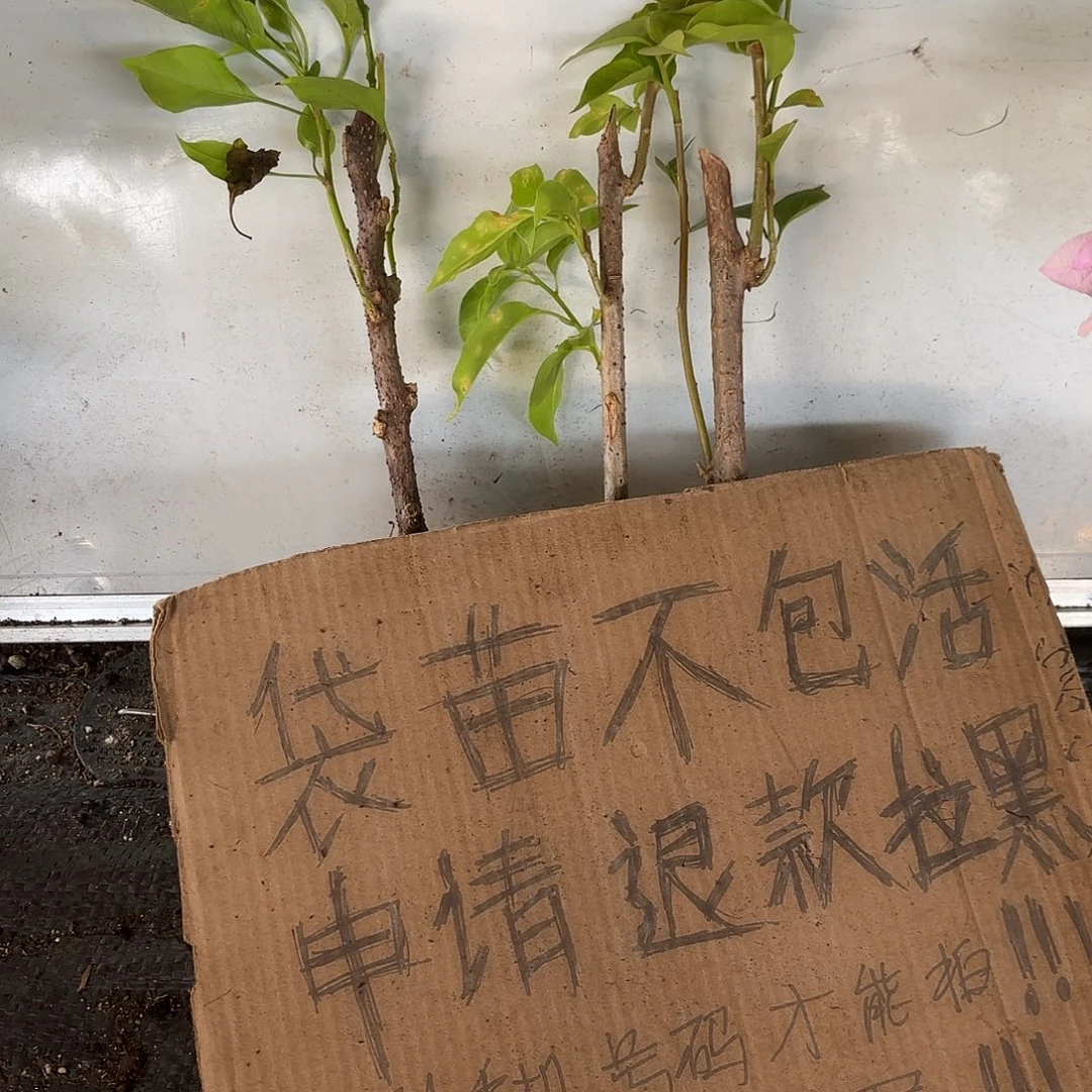 暴***雨当前无花栽培后可以开花袋苗盲盒三颗8