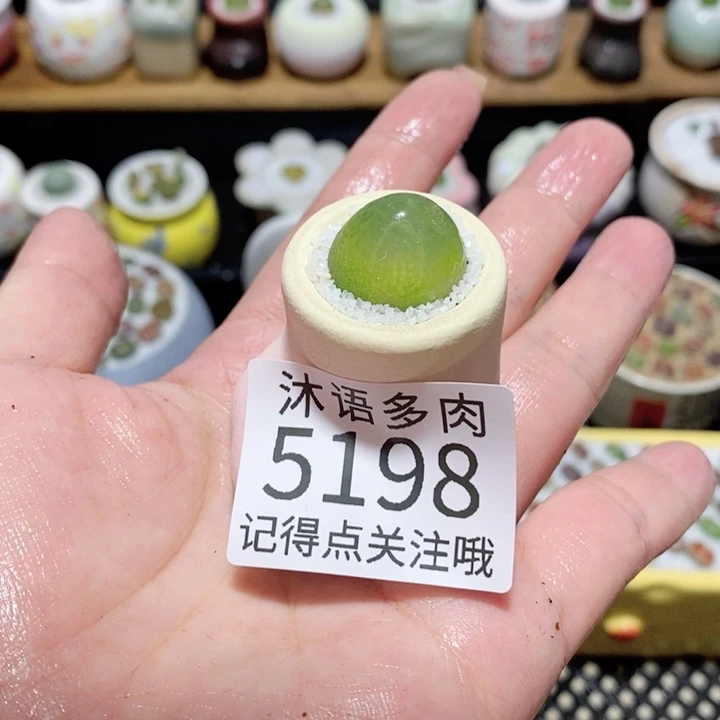 爱***゛带盆土植物 一物一拍5198
