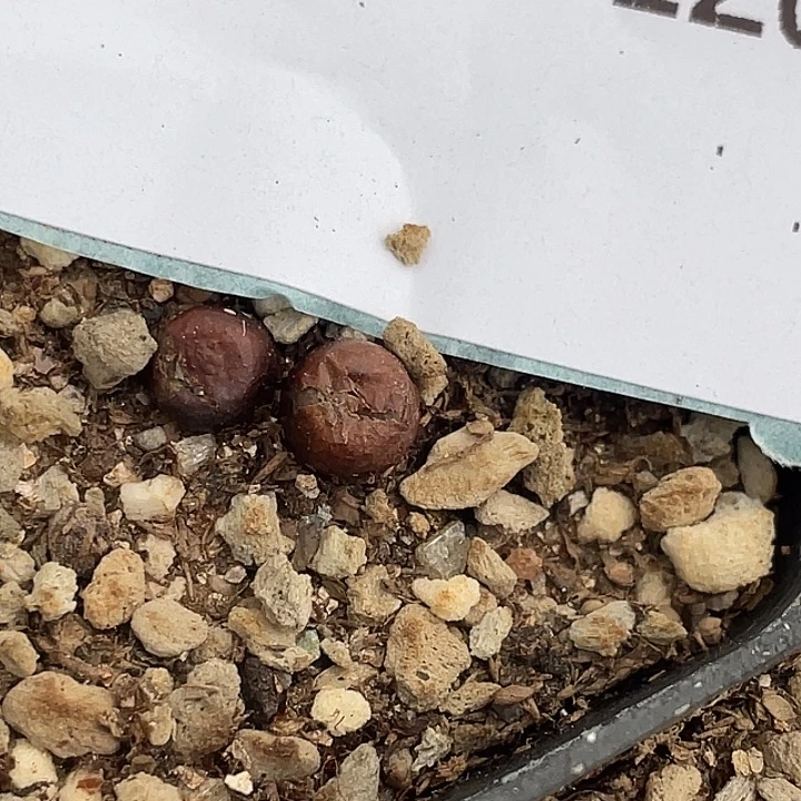 30-120猪皮多肉植物