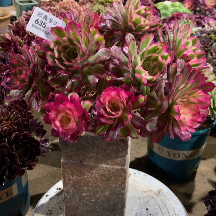 635白月光多肉植物