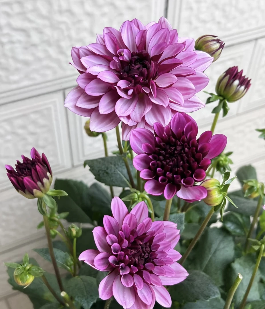 【凯撒创意种球】乌梅子酱大丽花  云南种植基地直发