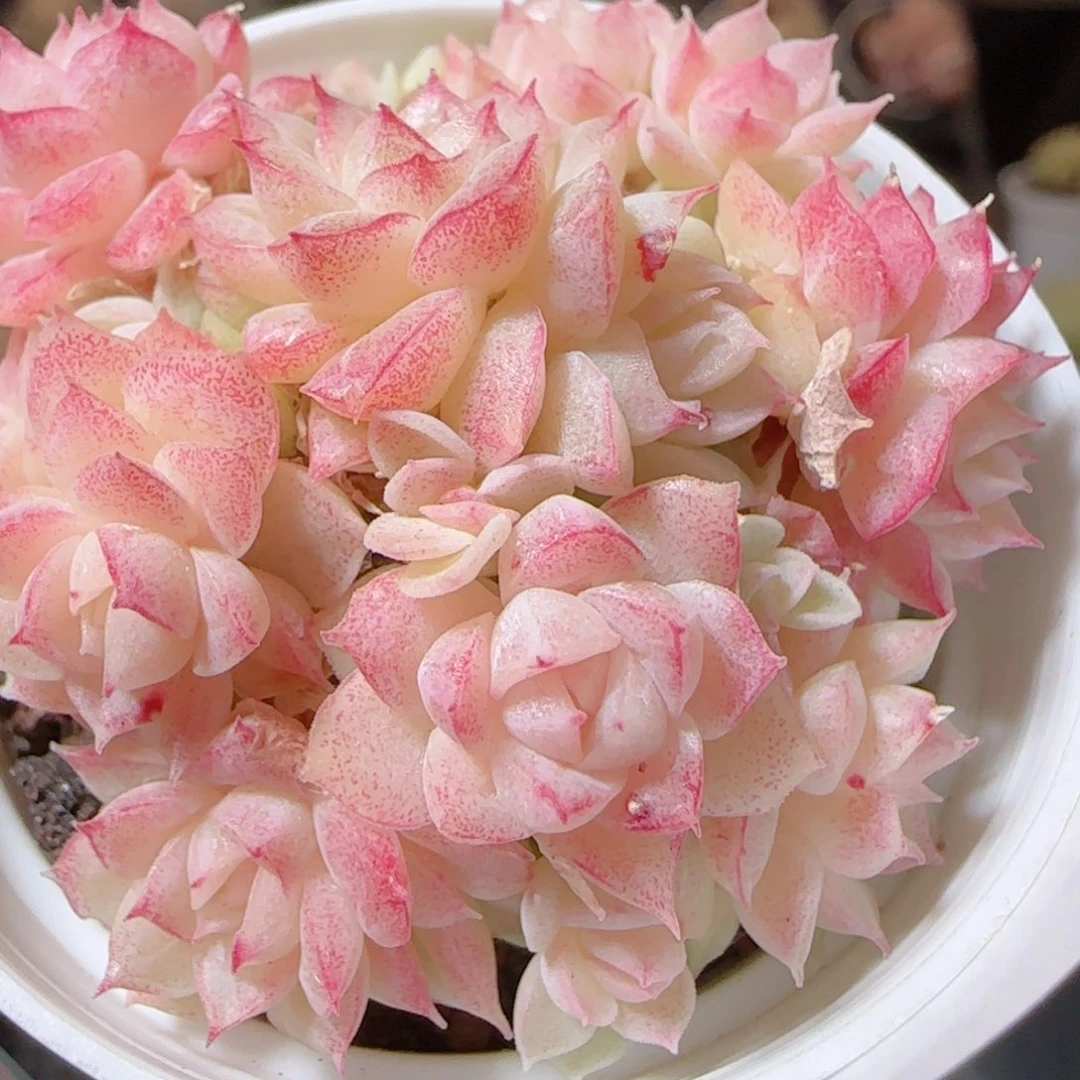 花语多肉1224-194散