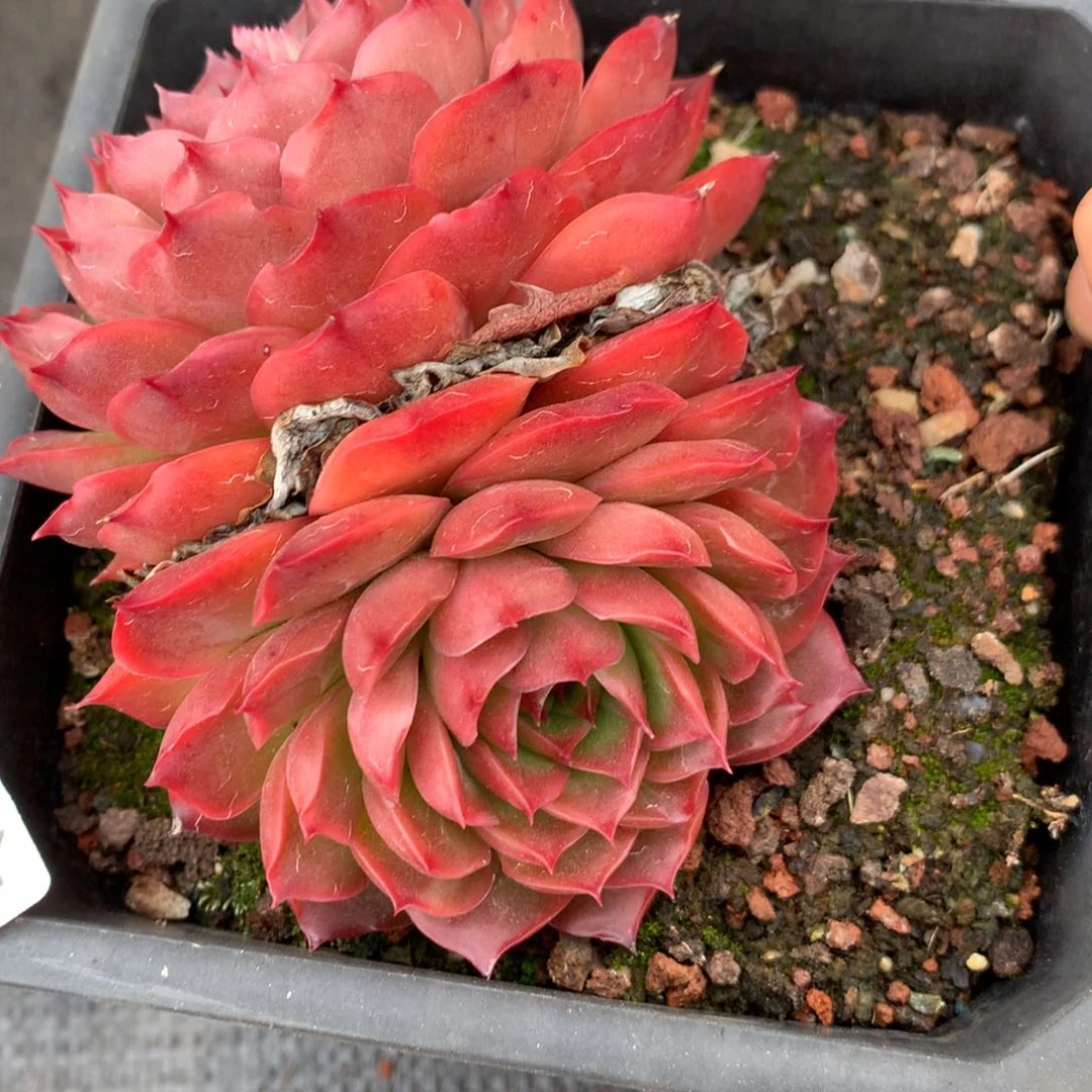 1147 杂交精品基地10厘米