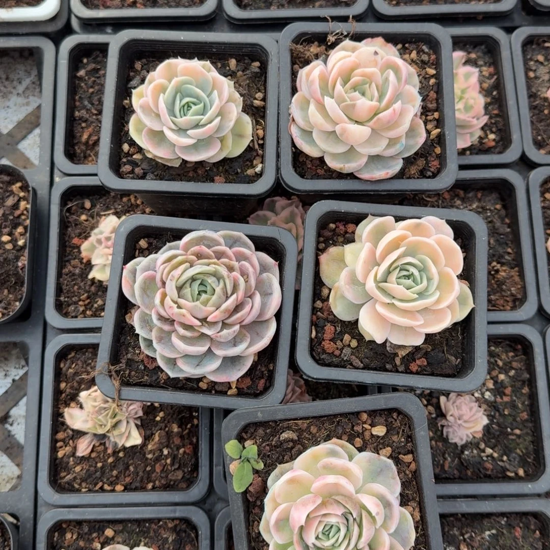 蓝色惊喜锦一个价格