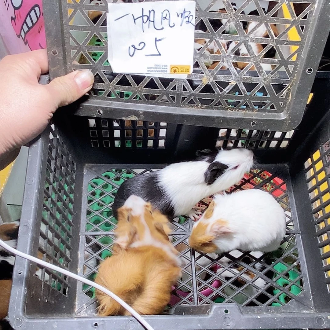 豚鼠直播间三只截图发送
