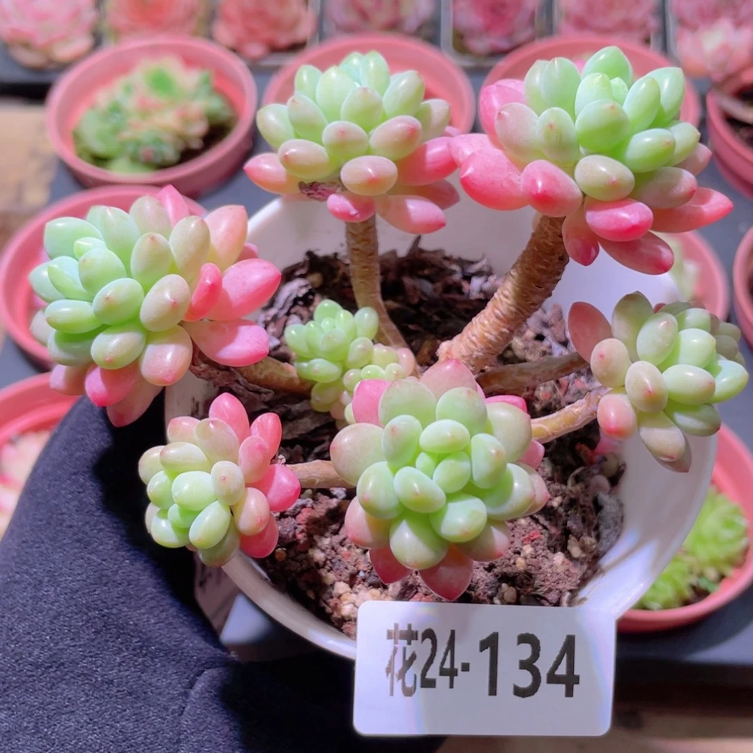 花利美24-134洛可可