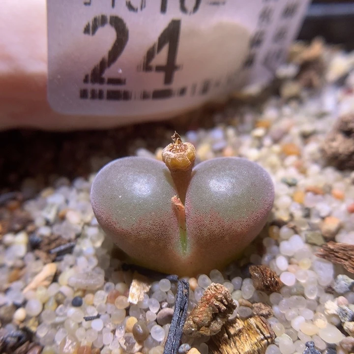 精品生石花多肉310.24