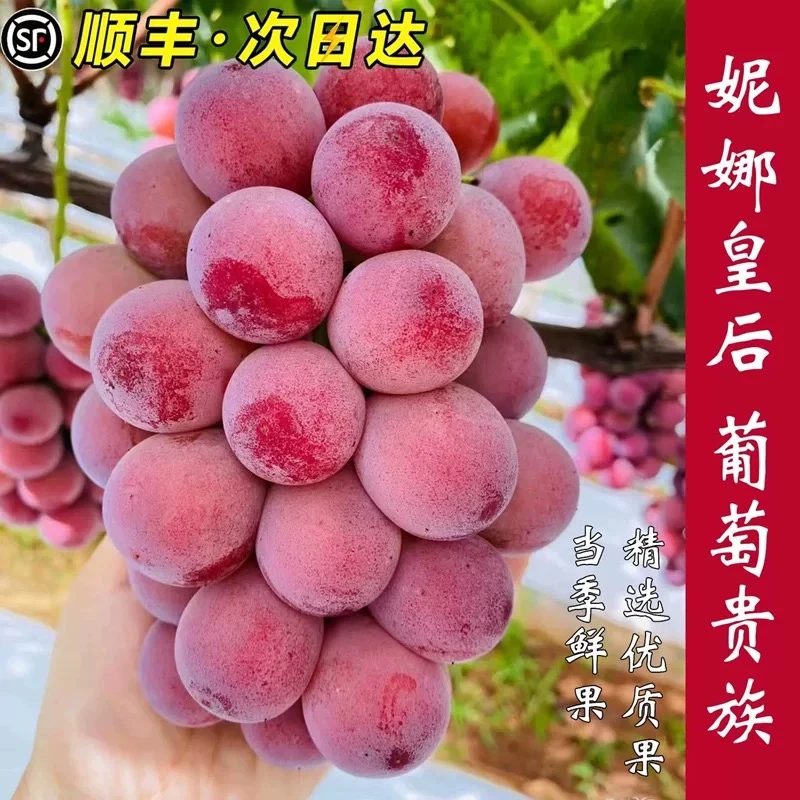 【新发地直采】葡萄贵族 妮娜皇后葡萄云南省