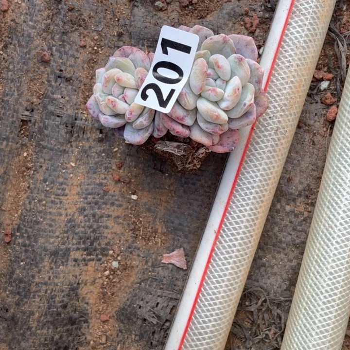 阿****德多肉植物一物一拍