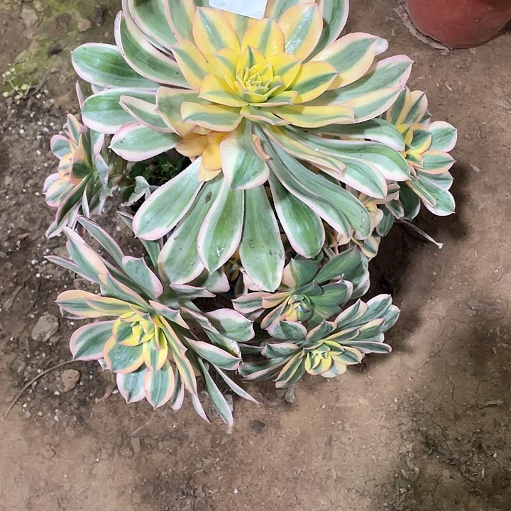 泽*615 多肉法师多肉法师