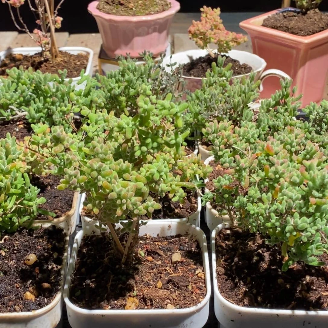 枝干番杏多肉植物404