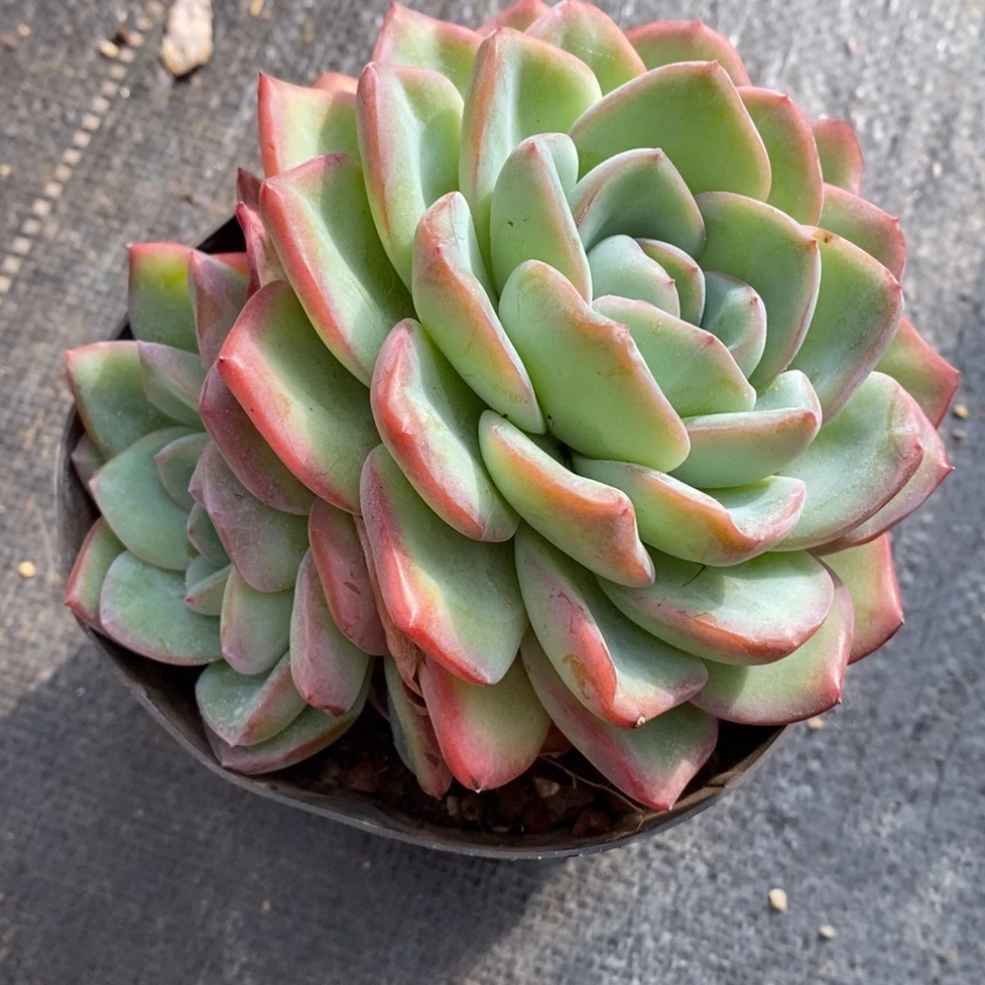 奶油泡芙非偏远38包邮