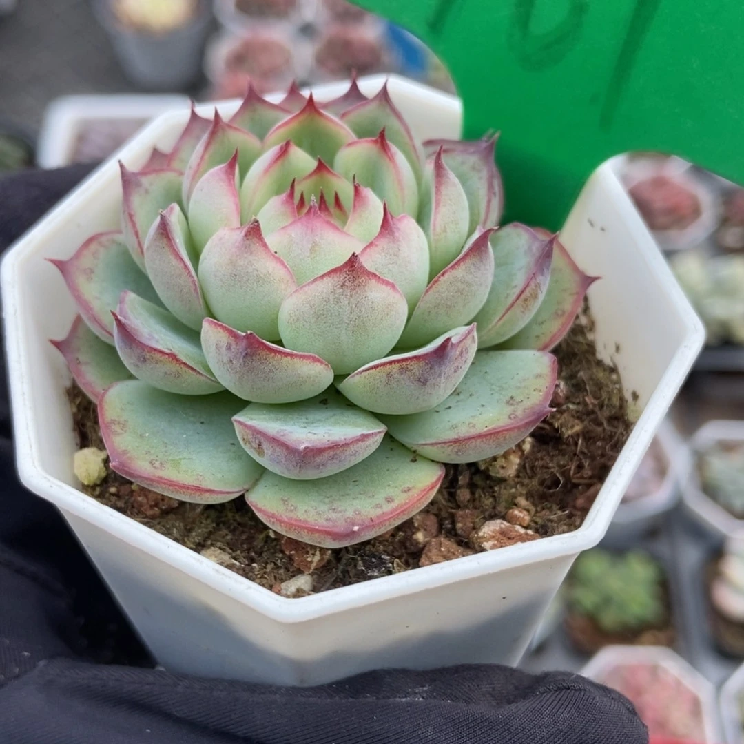 761勾魂仙子多肉植物