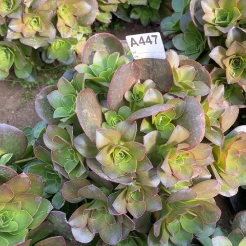 多肉植物魅金朵朵