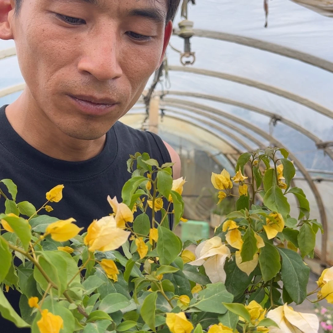 完全开放（月朦胧）三角梅会落花落叶会光杆
