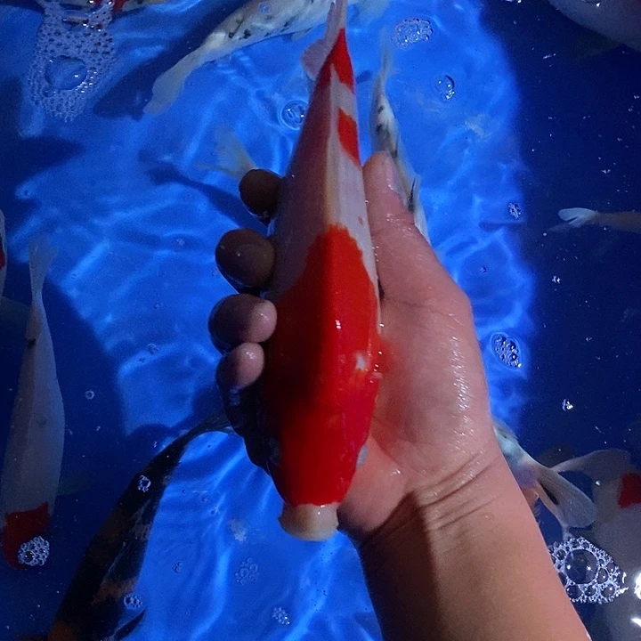 锦鲤锦鲤活鱼开箱包活