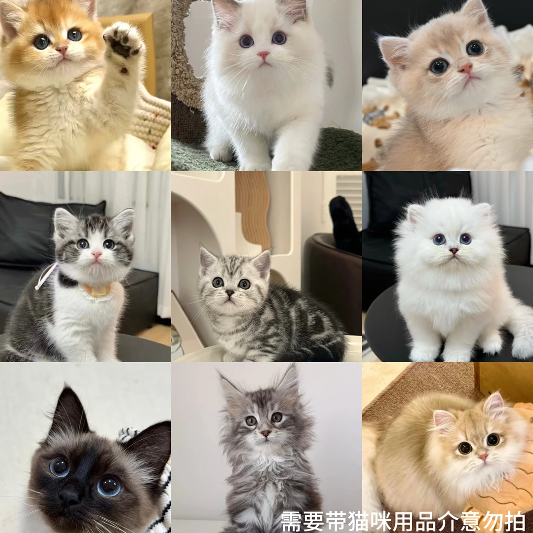 桐金渐层蓝金渐层布偶猫缅因猫银渐层英短美短宠物猫咪幼猫