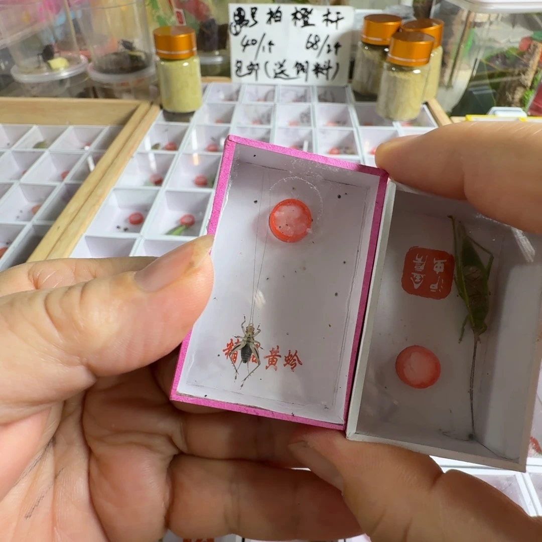 一只金蛉子➕一只橙杆