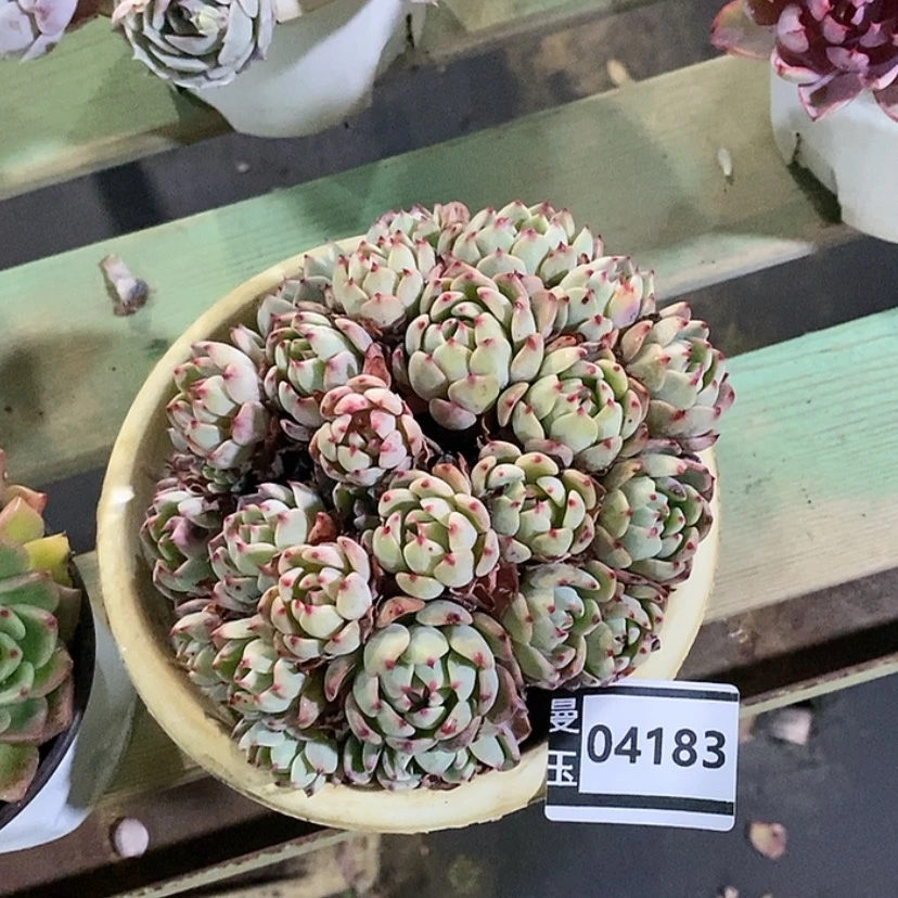 【闪购商品】娜娜小沟04183