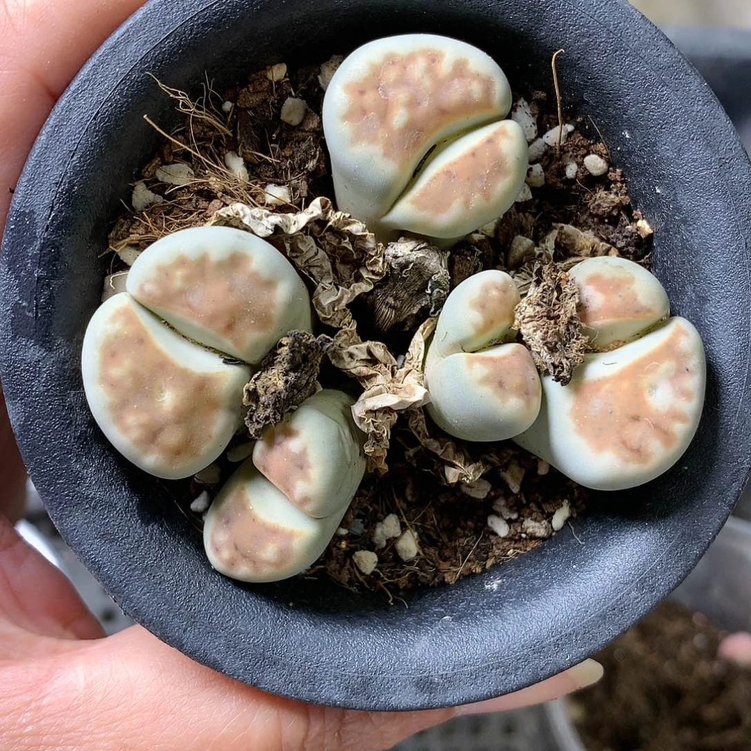 H187多肉植物保护研究所