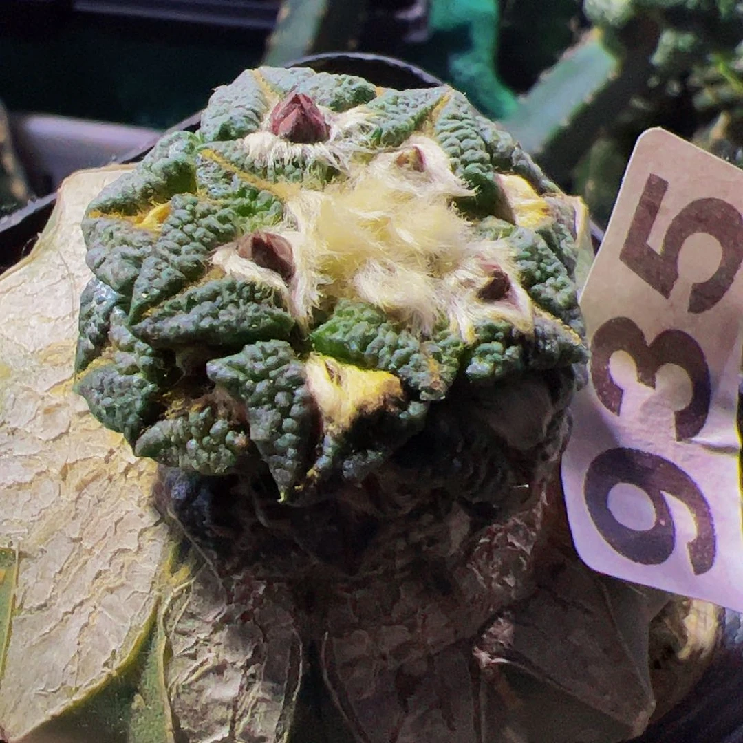 全部花朵福利大尤黑牡丹935