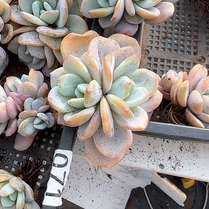 筱*青蛙王子儿童牙膏111